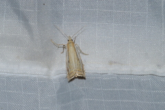 Crambus saltuellus