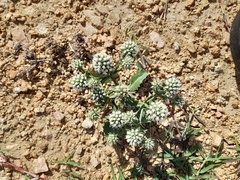 Eryngium nudicaule