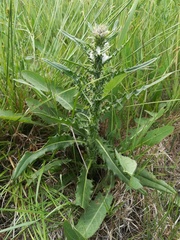 Cirsium brachycephalum