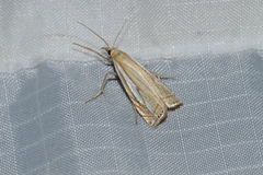 Crambus saltuellus