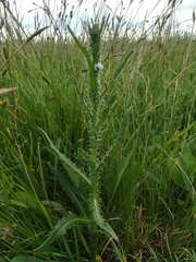 Cirsium brachycephalum