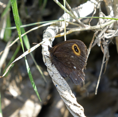 Erebia edda