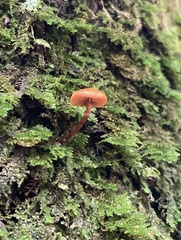 Hydnangiaceae