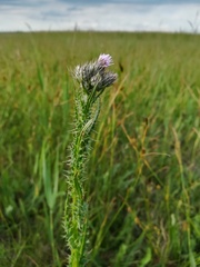Cirsium brachycephalum