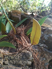 Pyrrosia lingua