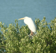 Ardea herodias occidentalis