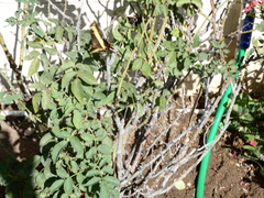 Heraclides andraemon