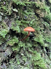 Hydnangiaceae