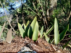 Pyrrosia lingua