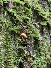 Hydnangiaceae