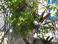 Heraclides andraemon