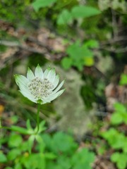 Astrantia trifida