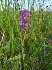Anacamptis palustris