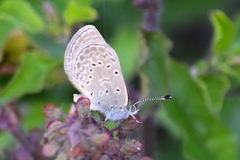 Pseudozizeeria maha