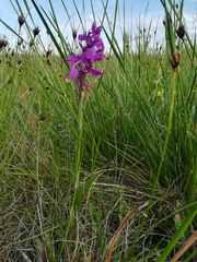 Anacamptis palustris
