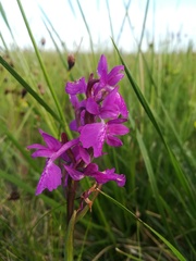 Anacamptis palustris