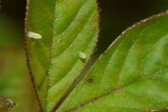 Appias libythea