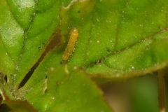 Appias libythea