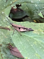Xiphiola cyanoptera