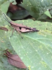 Xiphiola cyanoptera