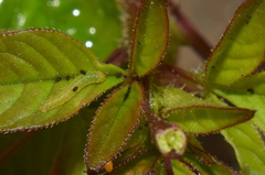 Appias libythea