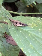 Xiphiola cyanoptera