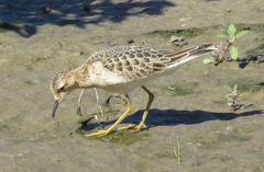 Calidris subruficollis