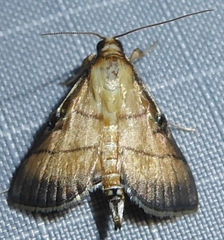 Cnaphalocrocis