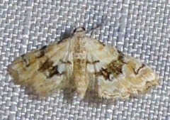 Parapoynx sinuosa