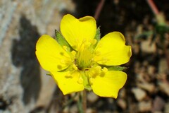 Potentilla ovina