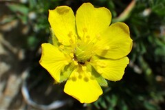 Potentilla ovina