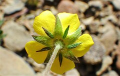 Potentilla ovina