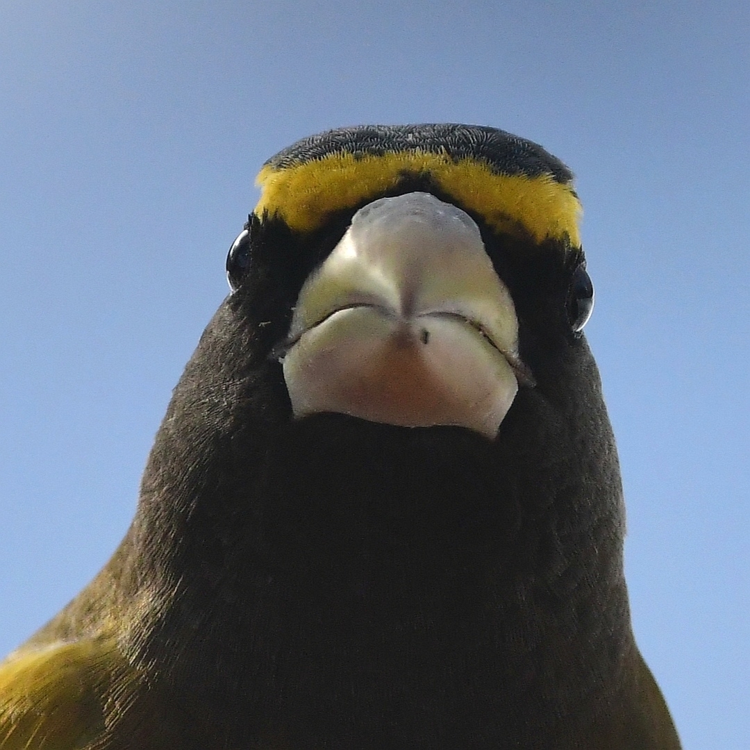 Evening Grosbeak (Hesperiphona vespertina)