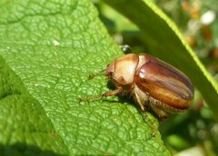 Rhizotrogus aestivus