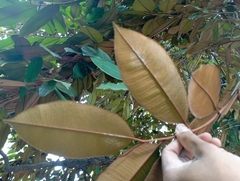 Chrysophyllum