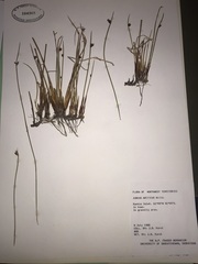 Juncus arcticus