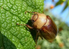 Rhizotrogus aestivus