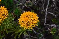 Quinchamalium chilense