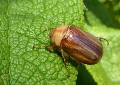 Rhizotrogus aestivus