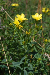 Linum flavum
