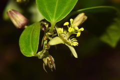 Passiflora pallida