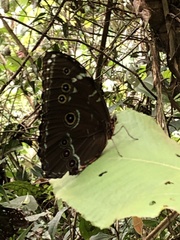 Morpho
