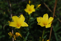 Linum flavum