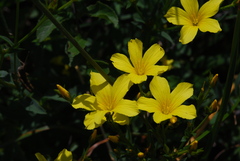Linum flavum