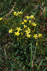 Linum flavum