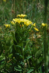 Linum flavum