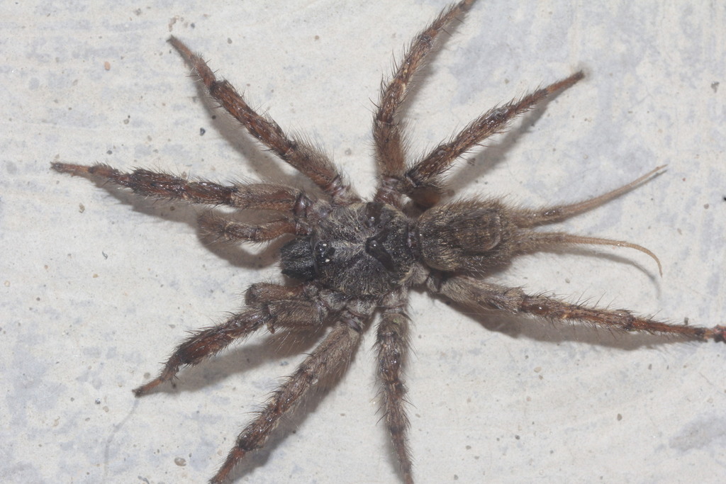 funnelweb spiders