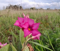 Mandevilla pohliana