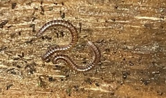Blaniulidae