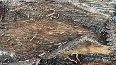 Blaniulidae